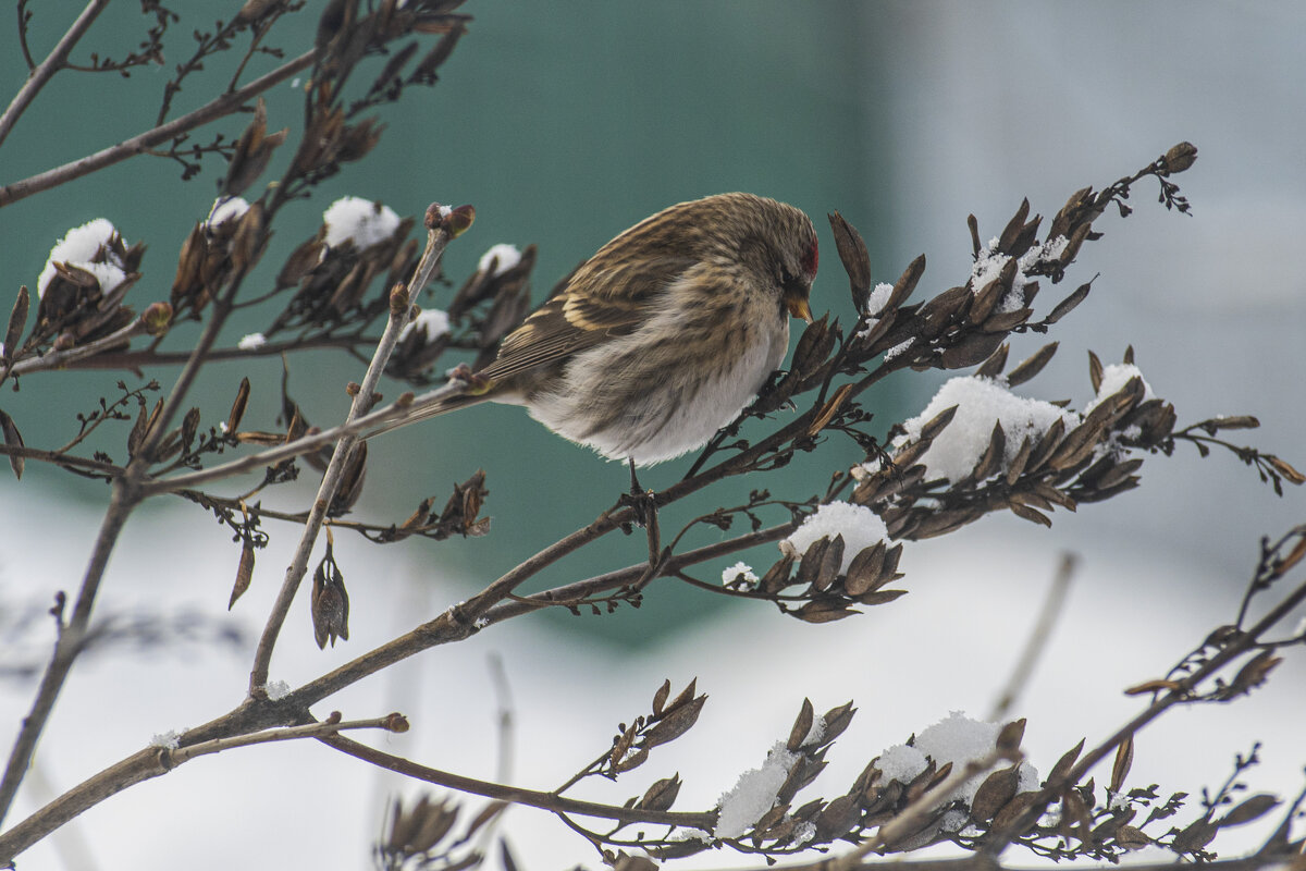 Чечетка - Сергей Ц Чечетка - Сергей Ц