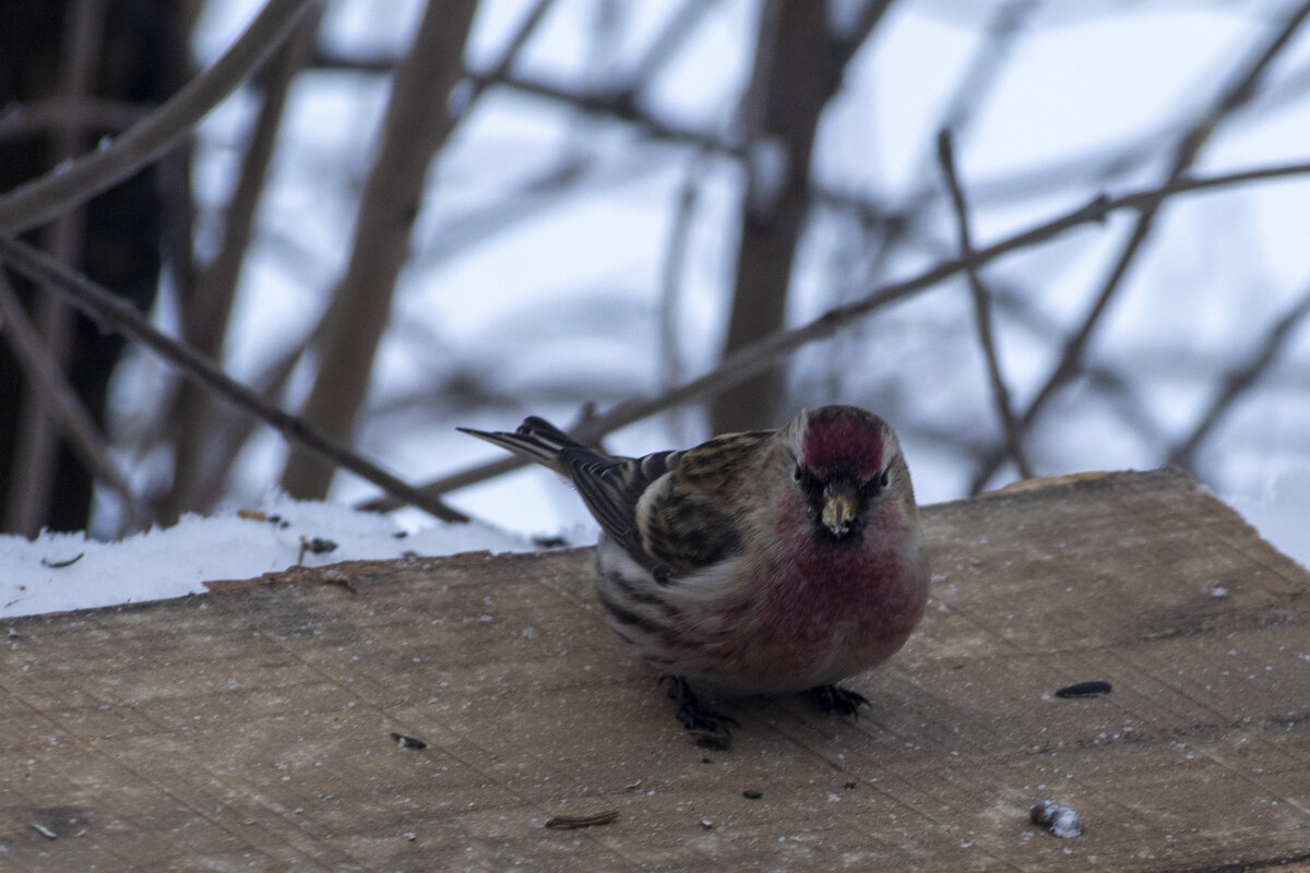 Чечетка - Сергей Ц