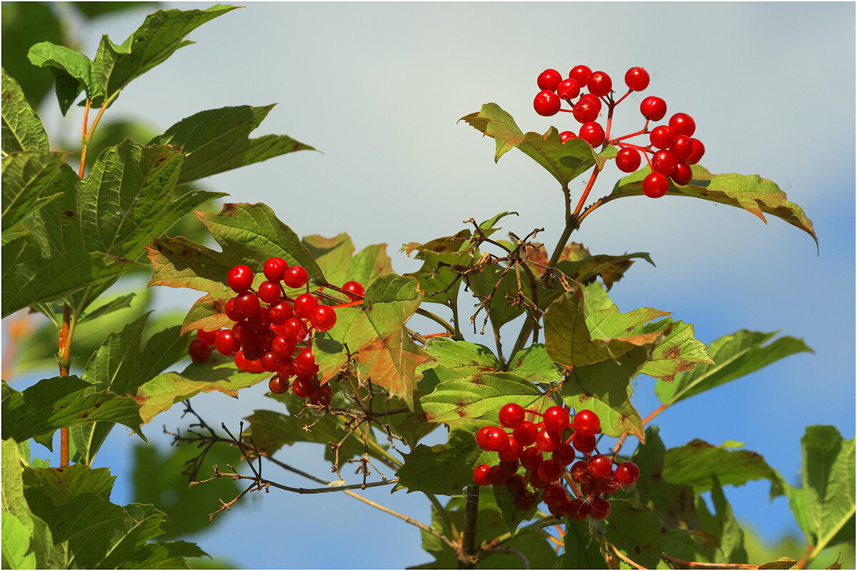 Калина красная - Валентин Котляров