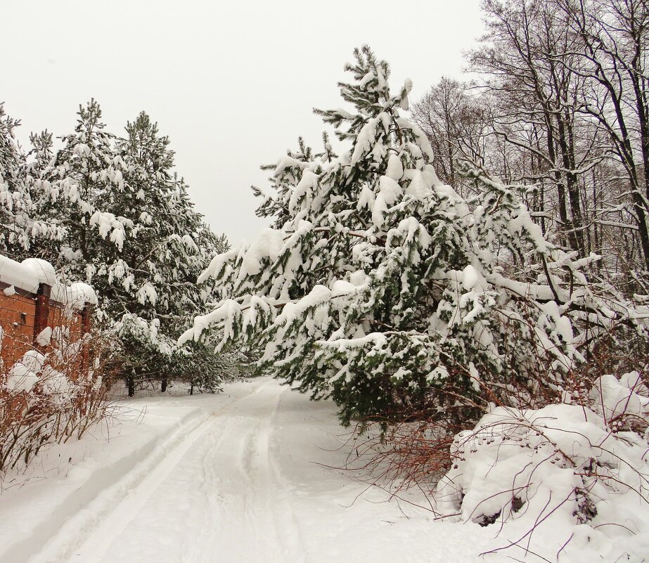 Снежная дорога - Андрей Снегерёв