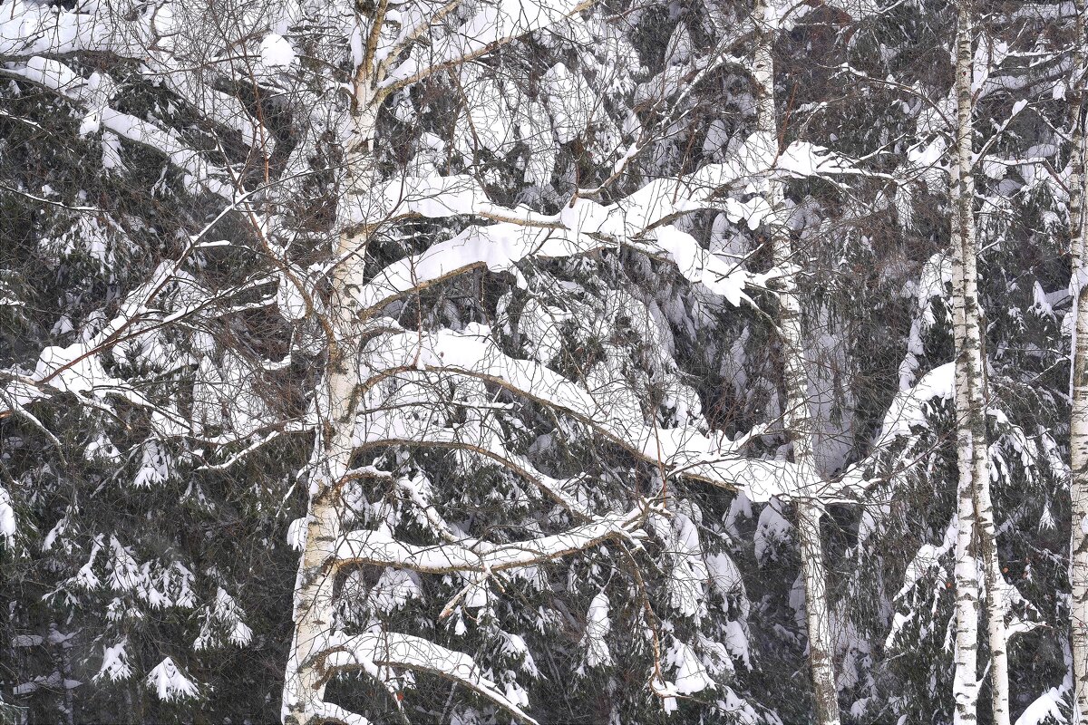 После снегопада - Татьяна Тюменка