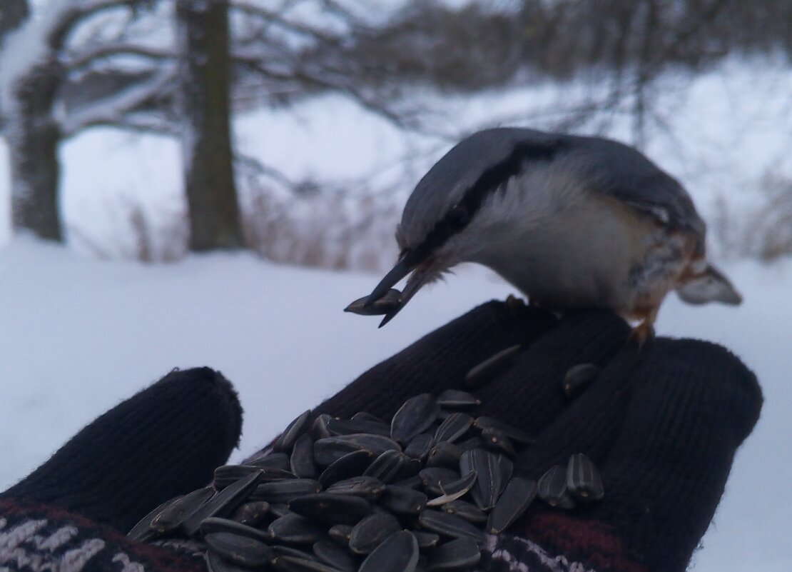 Поползень - Сапсан 