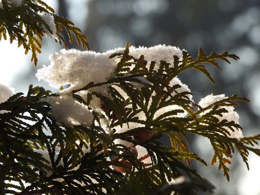 в саду зимой - ИННА ПОРОХОВА