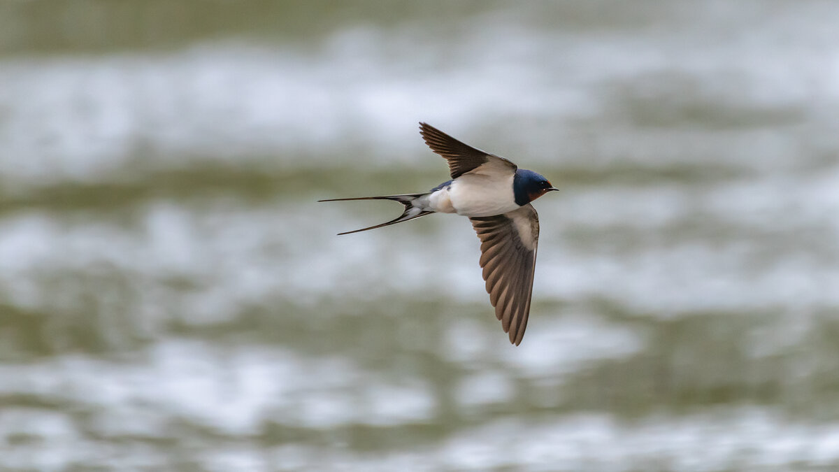 Косатка в полете - Владимир Лазарев