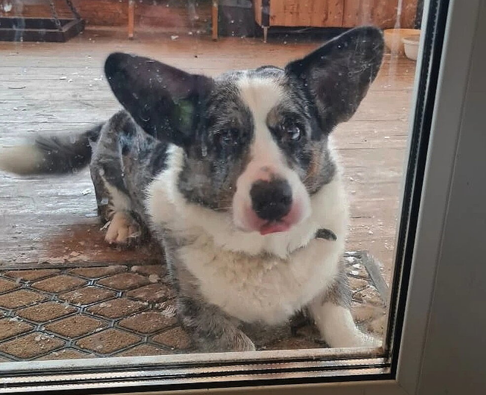 Чак на даче - Ольга Довженко Чак на даче - Ольга Довженко