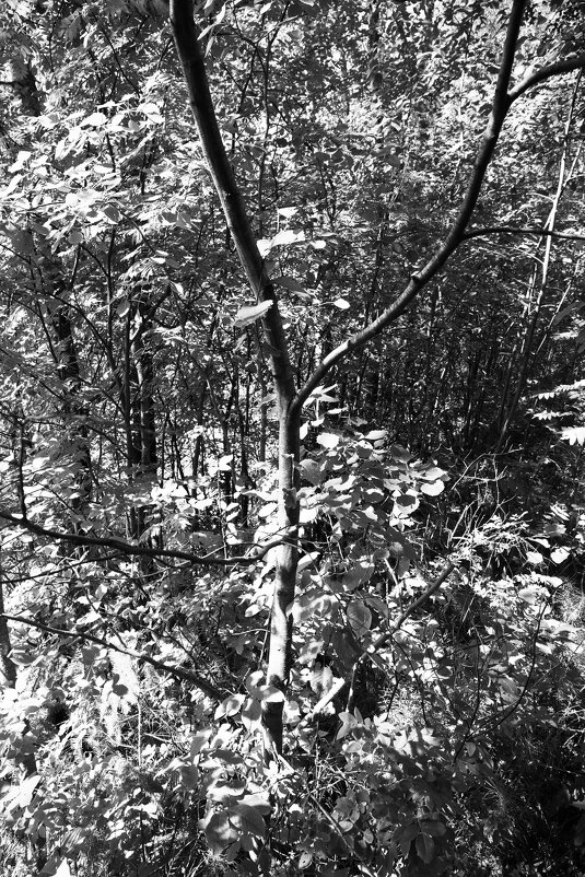 Фотография - Денис Безногов