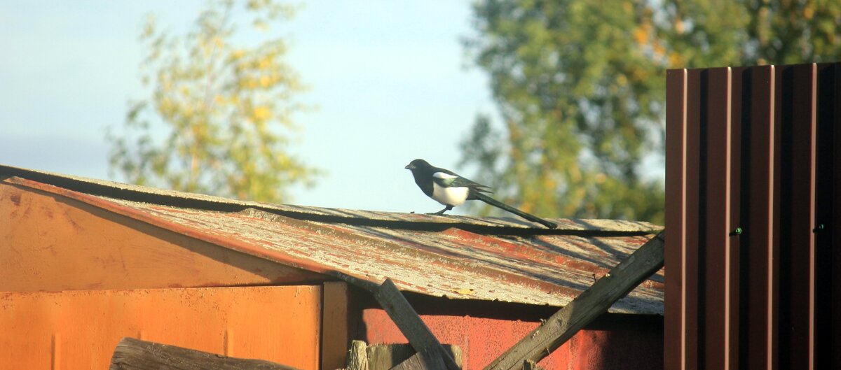 Сорока - Сергей Кочнев