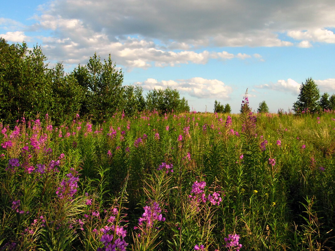 Цветут луга, поля, долины. Уютно летом и тепло. - nadyasilyuk Вознюк