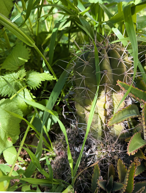 Кактус в природе, третий ярус - Александр Деревяшкин