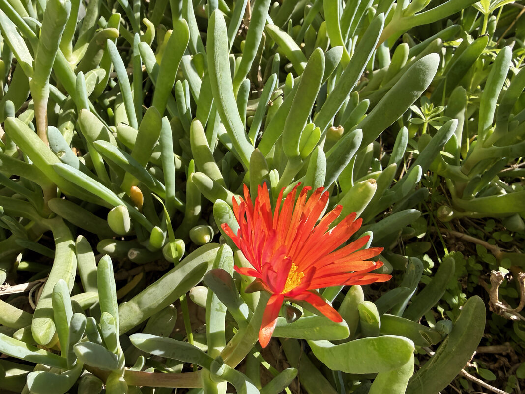Малефора африканский суккулент только начала цвести, а вообще густо цветёт красными цветами - Александр Деревяшкин