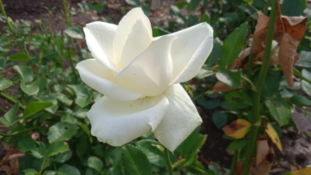 аромат лета - Елена Шаламова