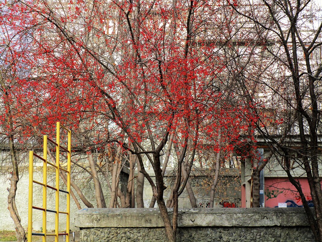 урожай - Елена Шаламова урожай - Елена Шаламова