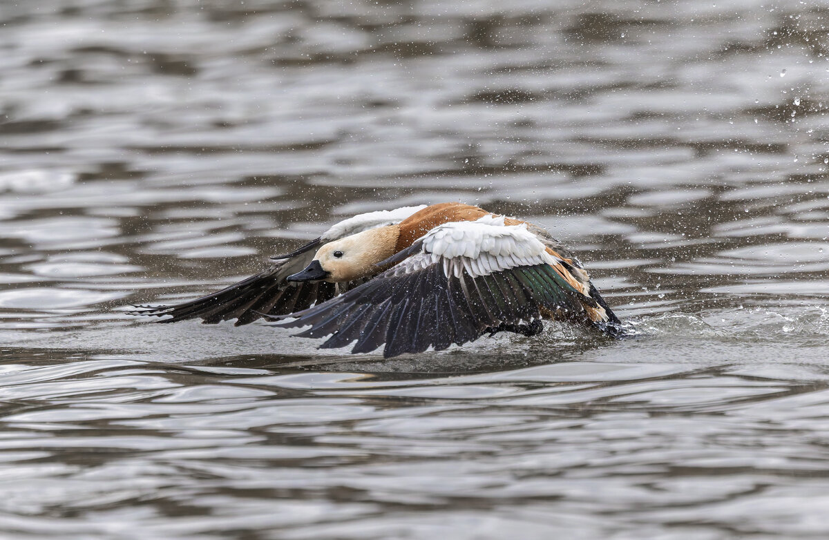 огарь в полете. - юрий макаров