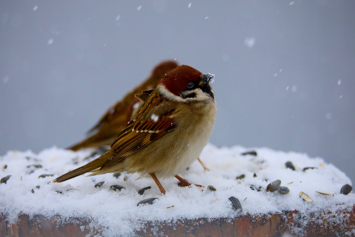 Воробушек... - Александр Посошенко