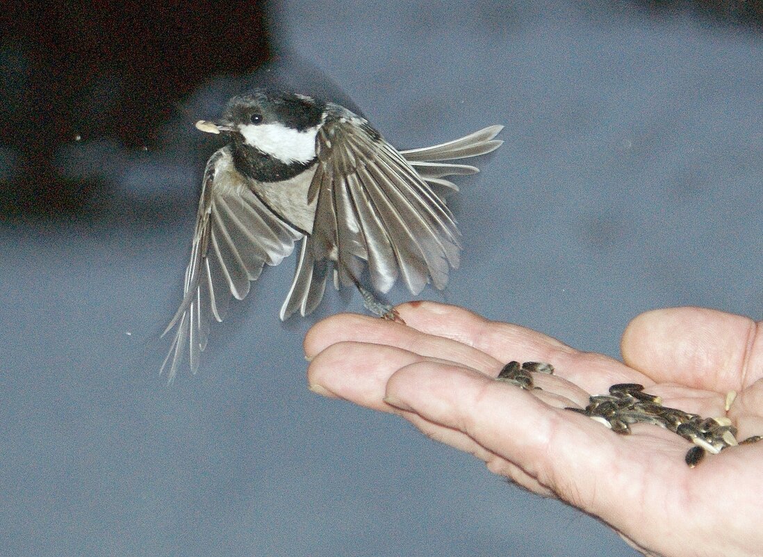 И поела, и с собой прихватила! - Галина Нестратова