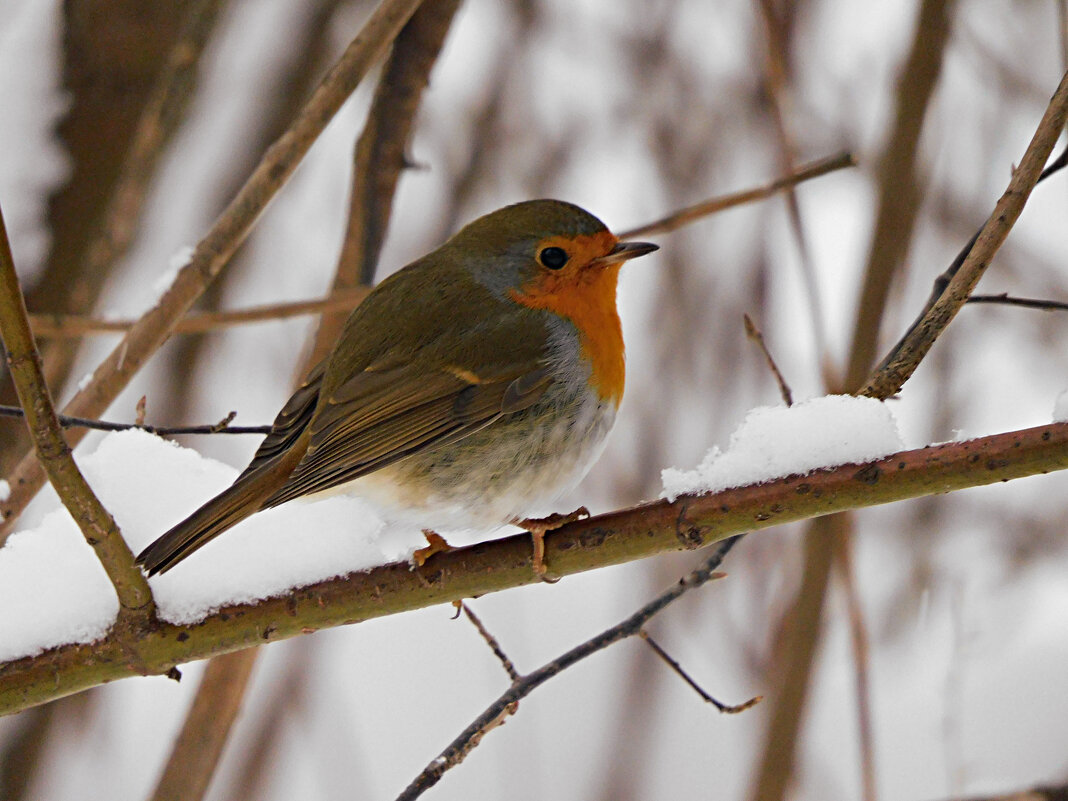 Зарянка - Лина 