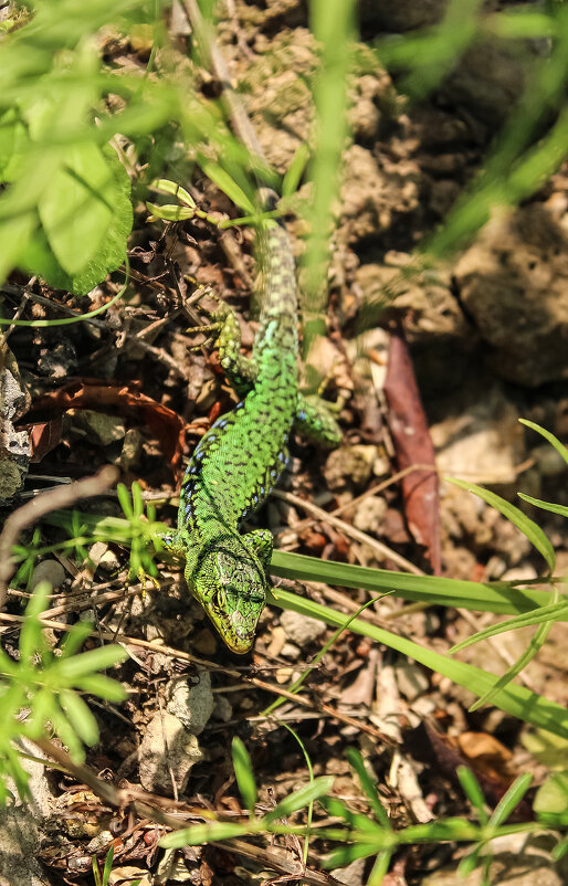 *** - Александр. AVG100 ---