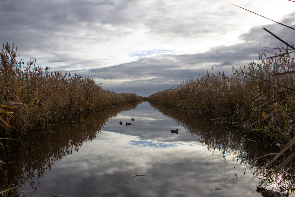 Утро на охоте. - Александр. AVG100 ---