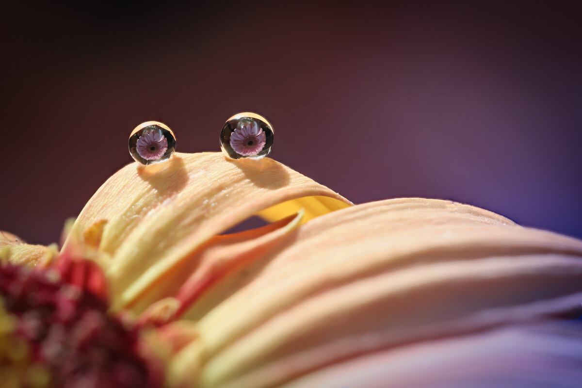 Эти глаза напротив... - Игорь Шевченко