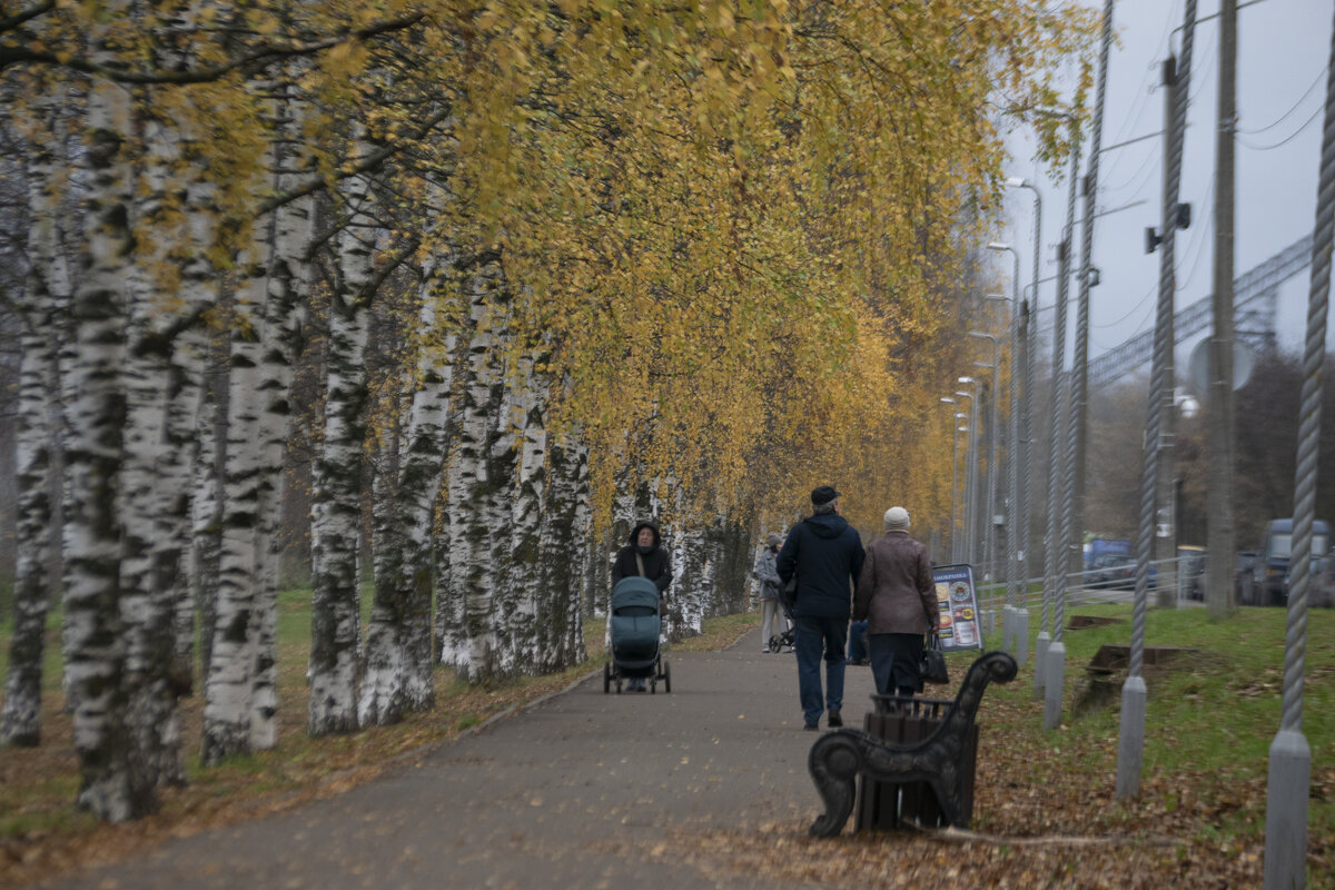 Березовая аллея - Александр Буторин