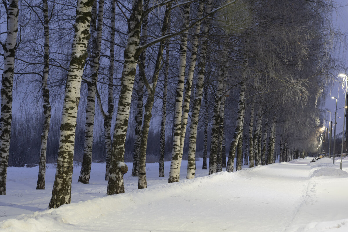Березовая аллея - Александр Буторин