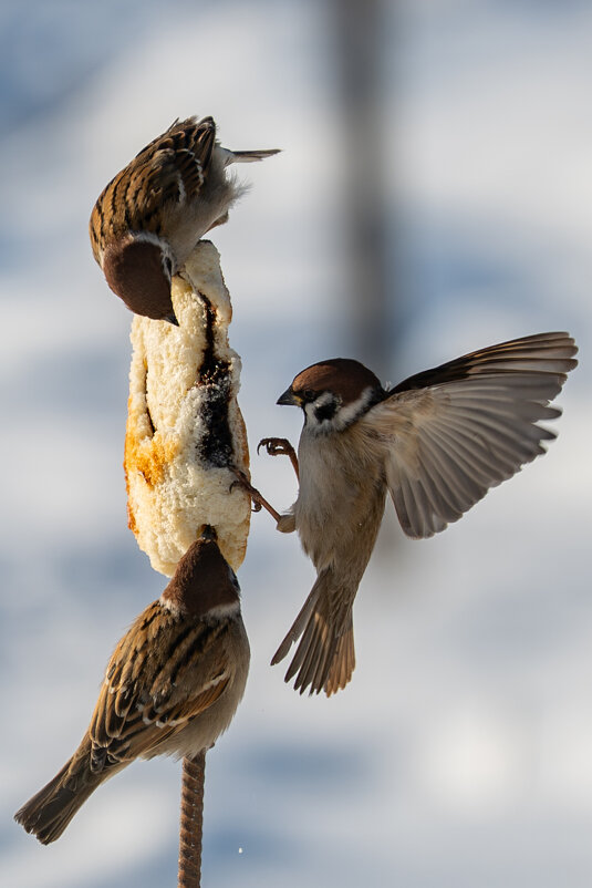 1 - Сергей Флетчер