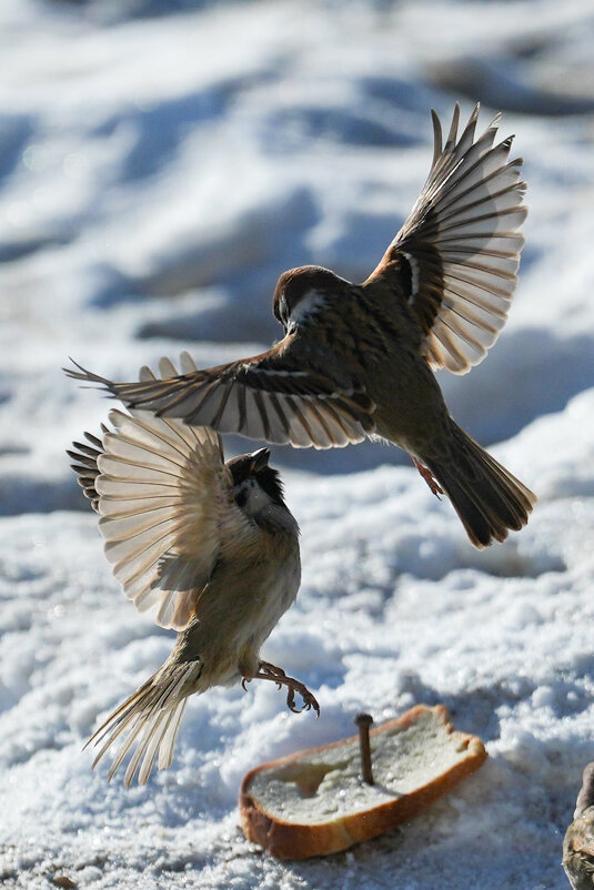 4 - Сергей Флетчер