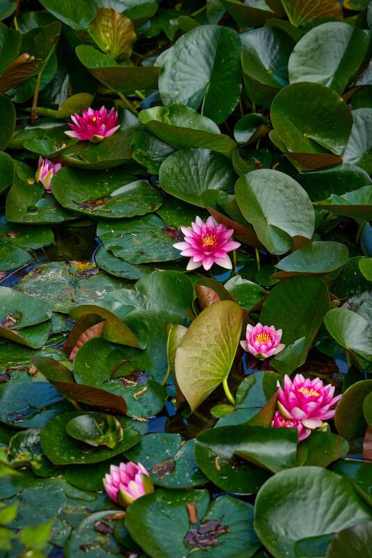 Про цветы... - Dmitriy Dikikh