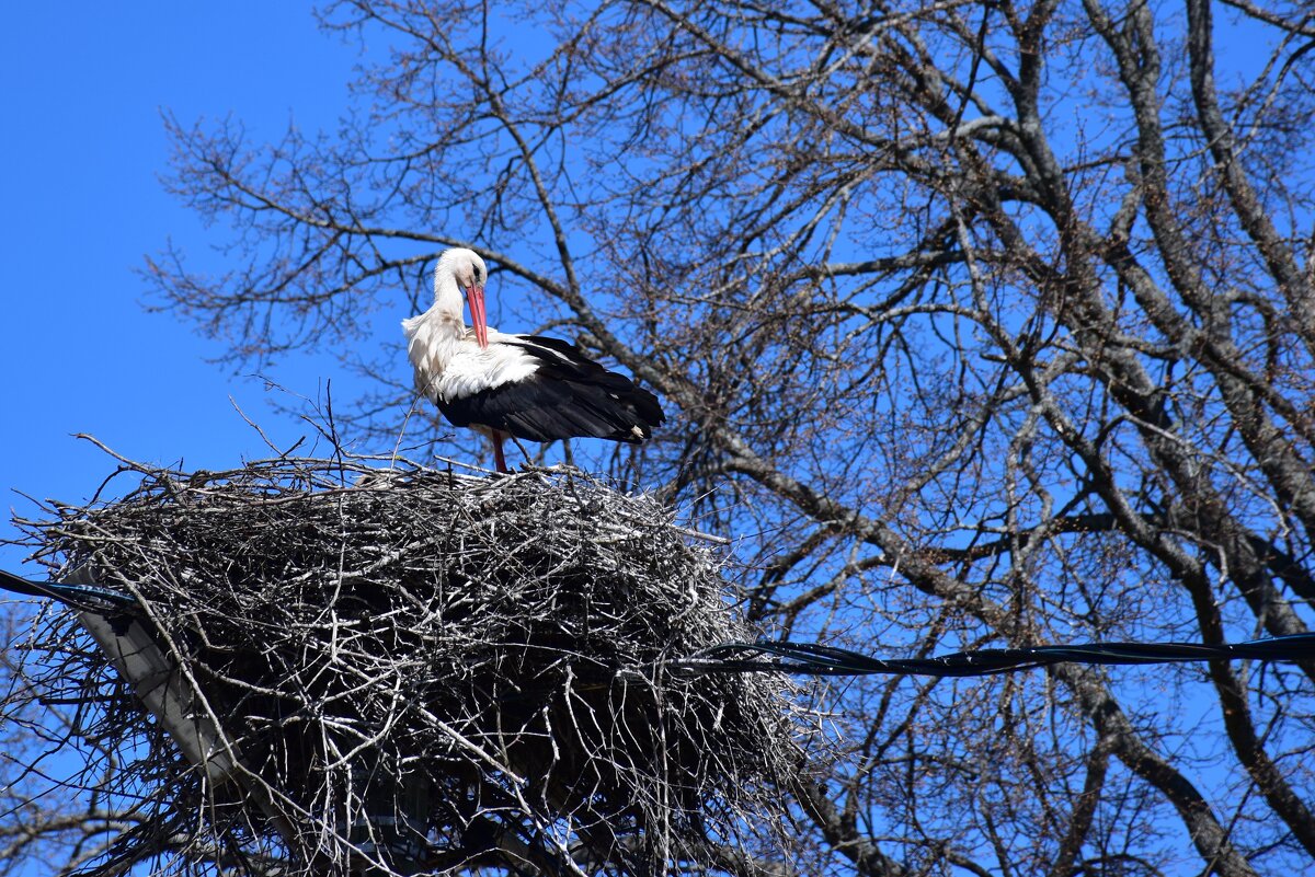 В дом свет провел... - Татьяна Глинская
