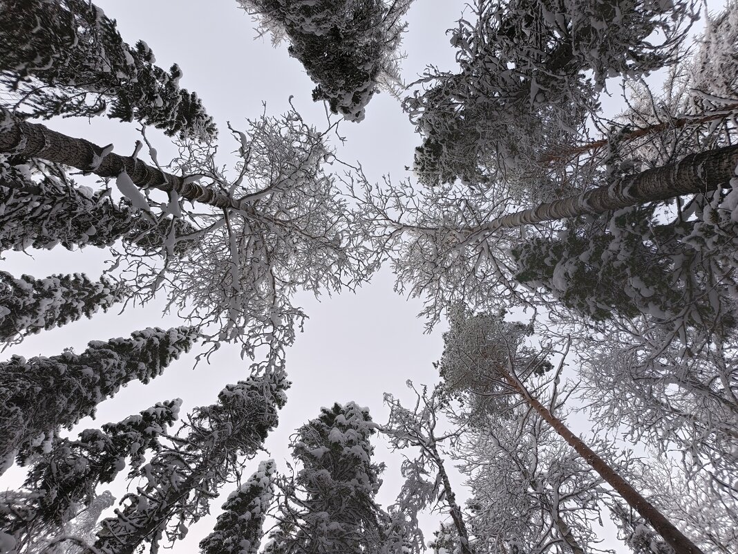 Где сосны рвутся в небо, где быль живет и небыль... - Ольга Чистякова