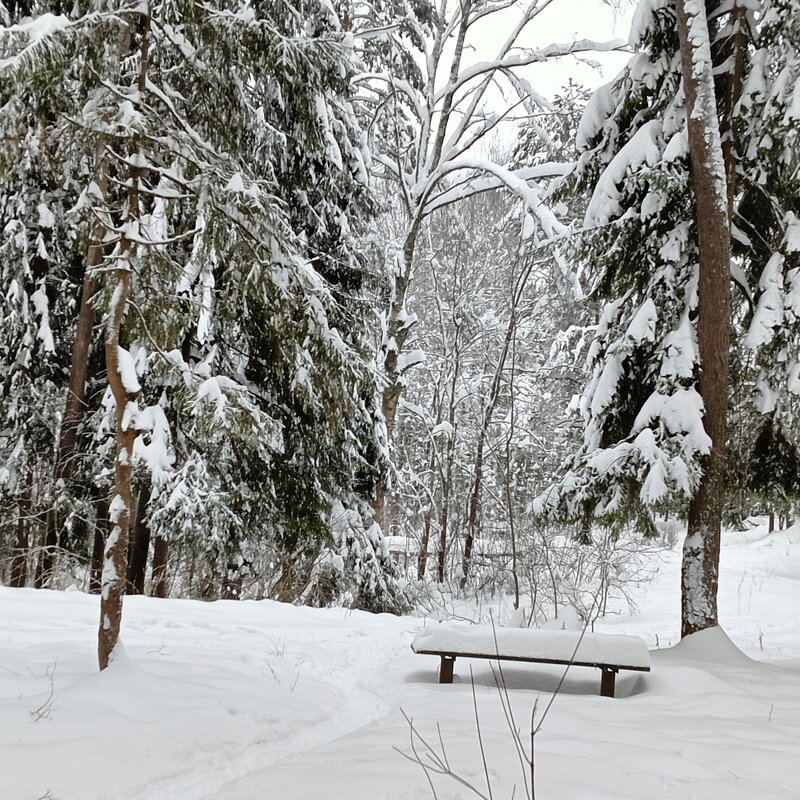 скамейка  снег   деревья - Владимир 