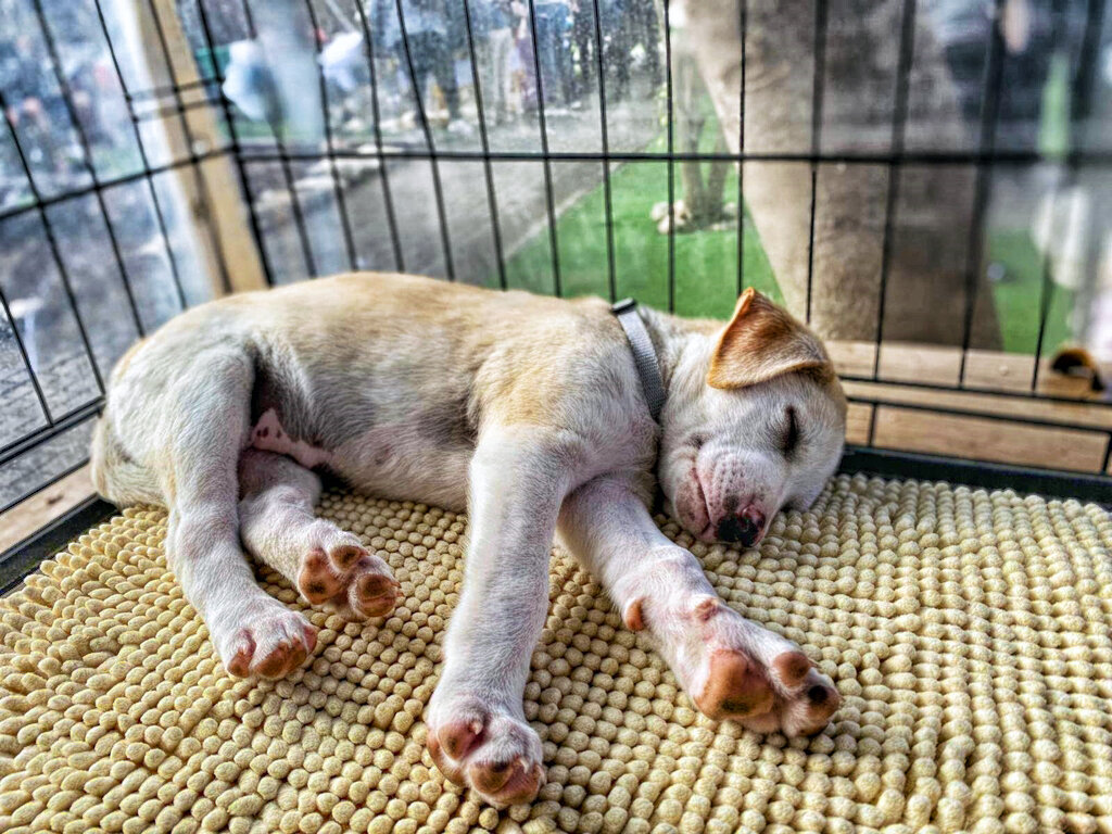 НЕ   БЕСПОКОИТЬ - Анатолий Малобродский