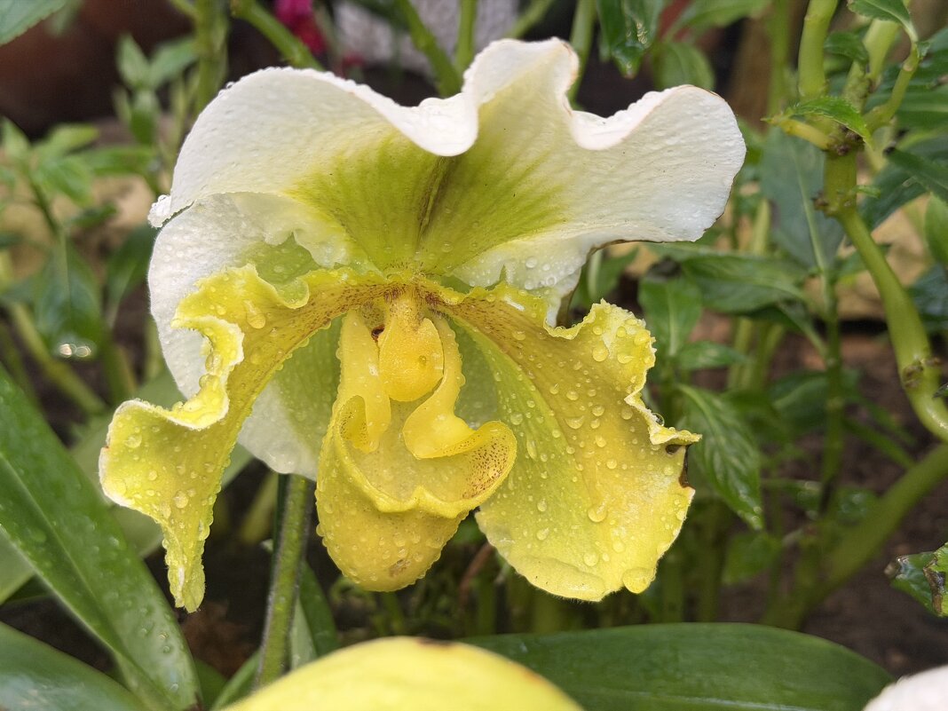 Выставка орхидей в Аптекарском огороде - Pippa 