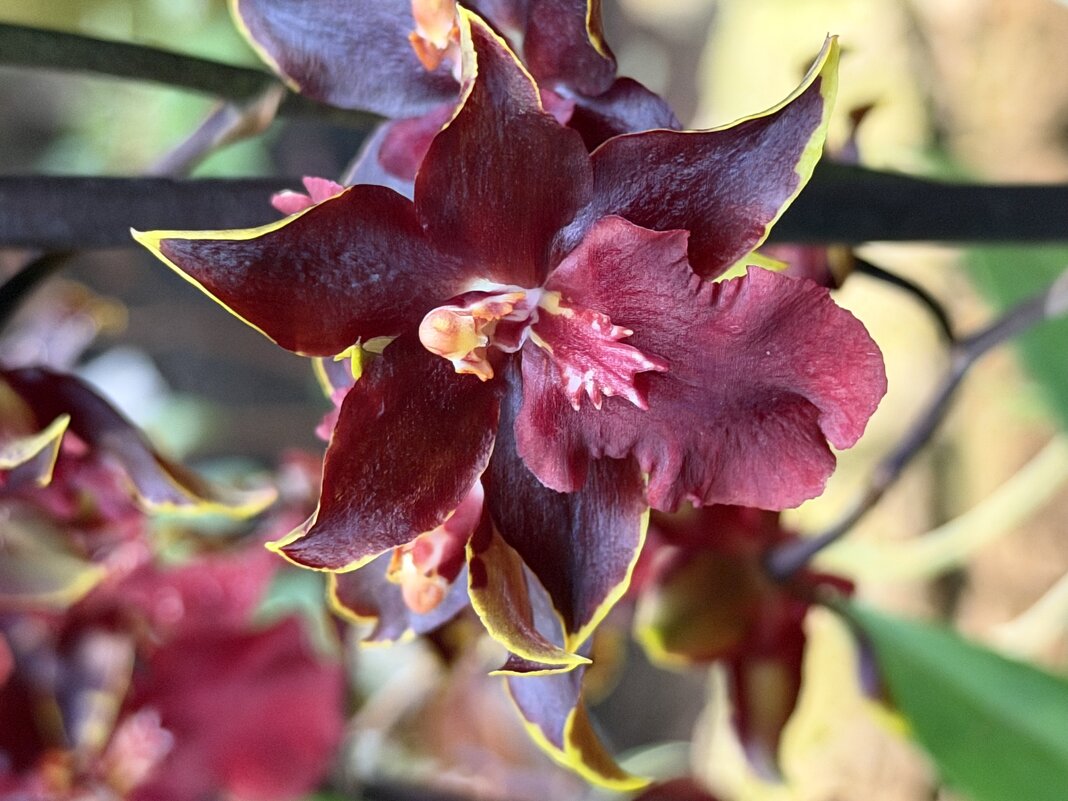 Выставка орхидей в Аптекарском огороде - Pippa 