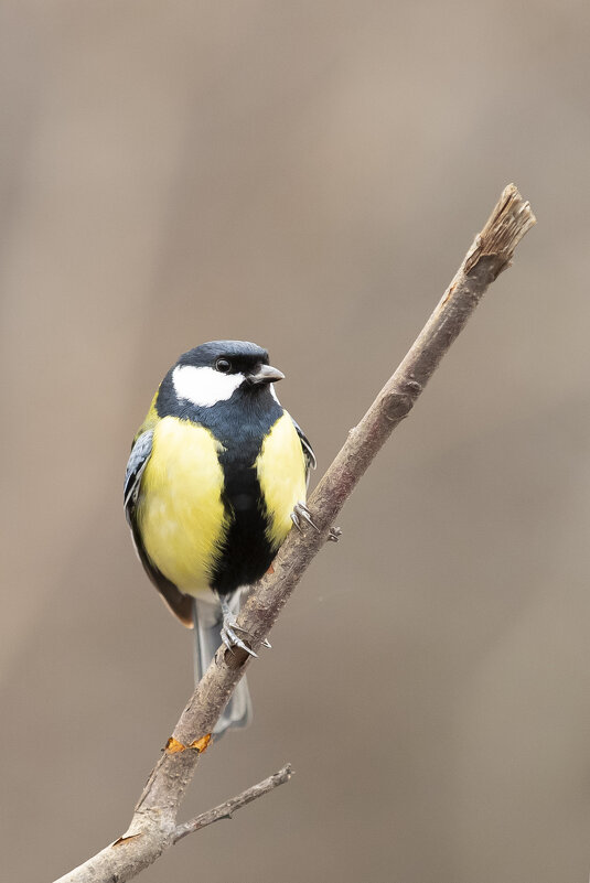 *** - Валерий Черняк