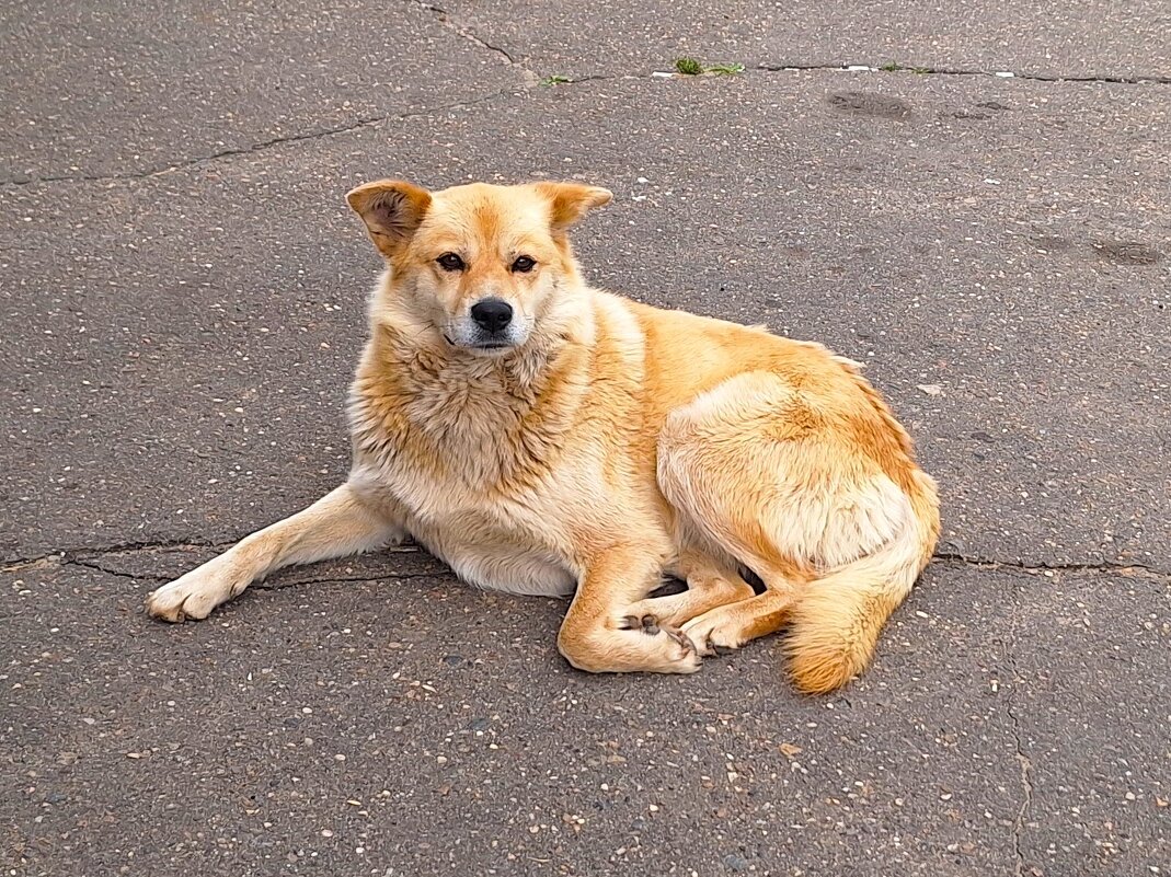 Дворняжка - Наталья 