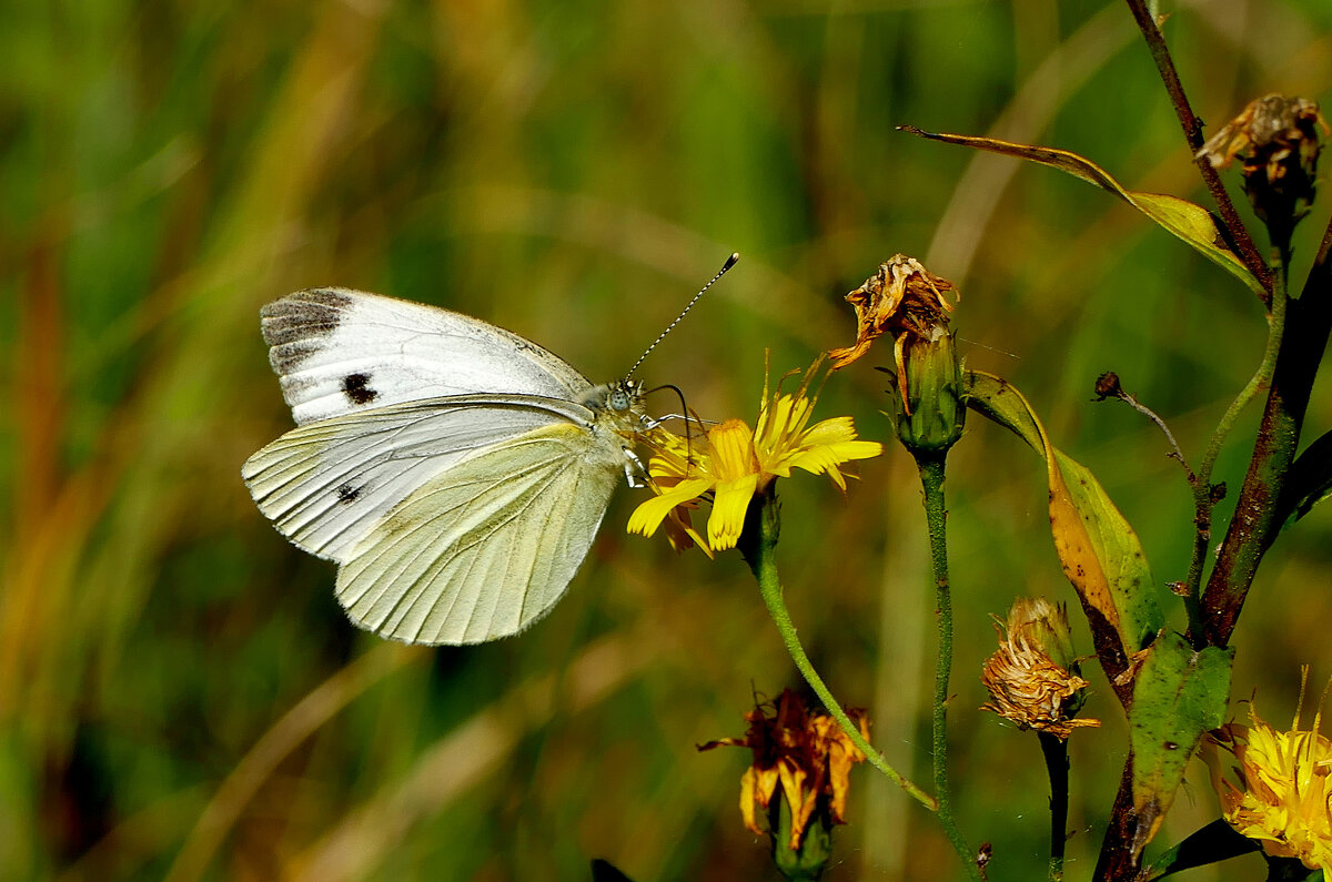 опять про бабочек...314 - Александр Прокудин