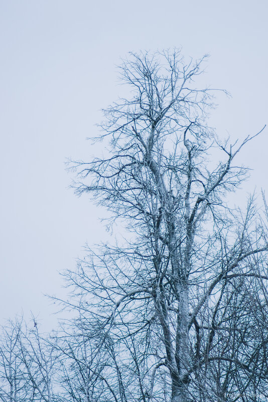 Занесённое снегом дерево - fogmeadowww m