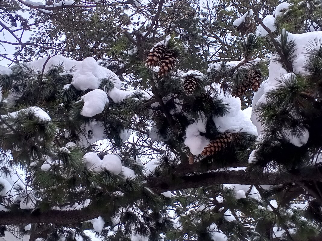 Сосна - Сапсан 