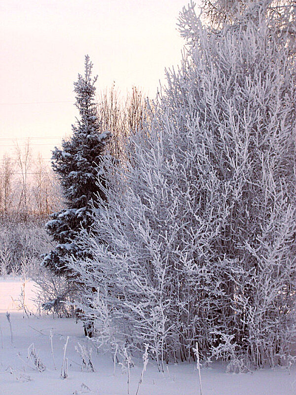 Морозный солнечный день. - Наталья ***