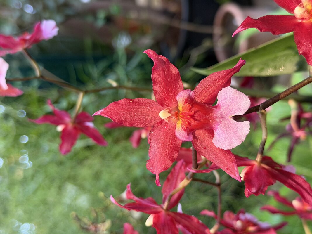 Орхидейки - Pippa Орхидейки - Pippa