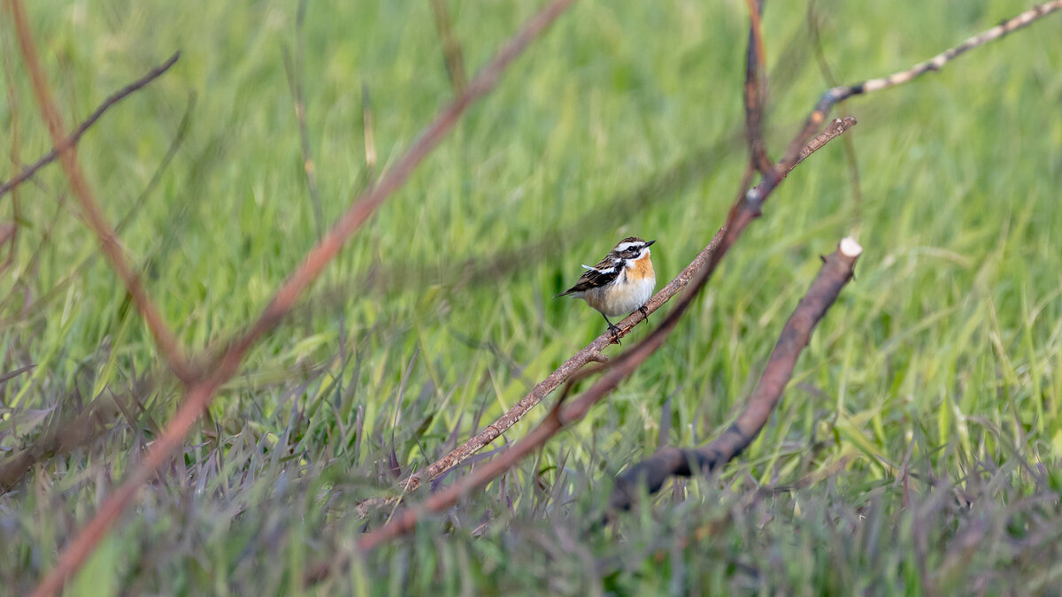Луговой чекан - Владимир Лазарев