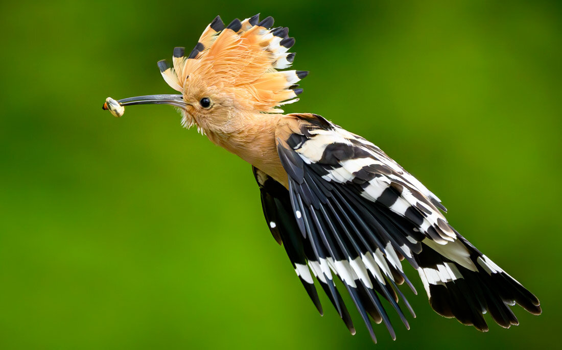 Фото репортаж из зоопарка -4 - irina Schwarzer 