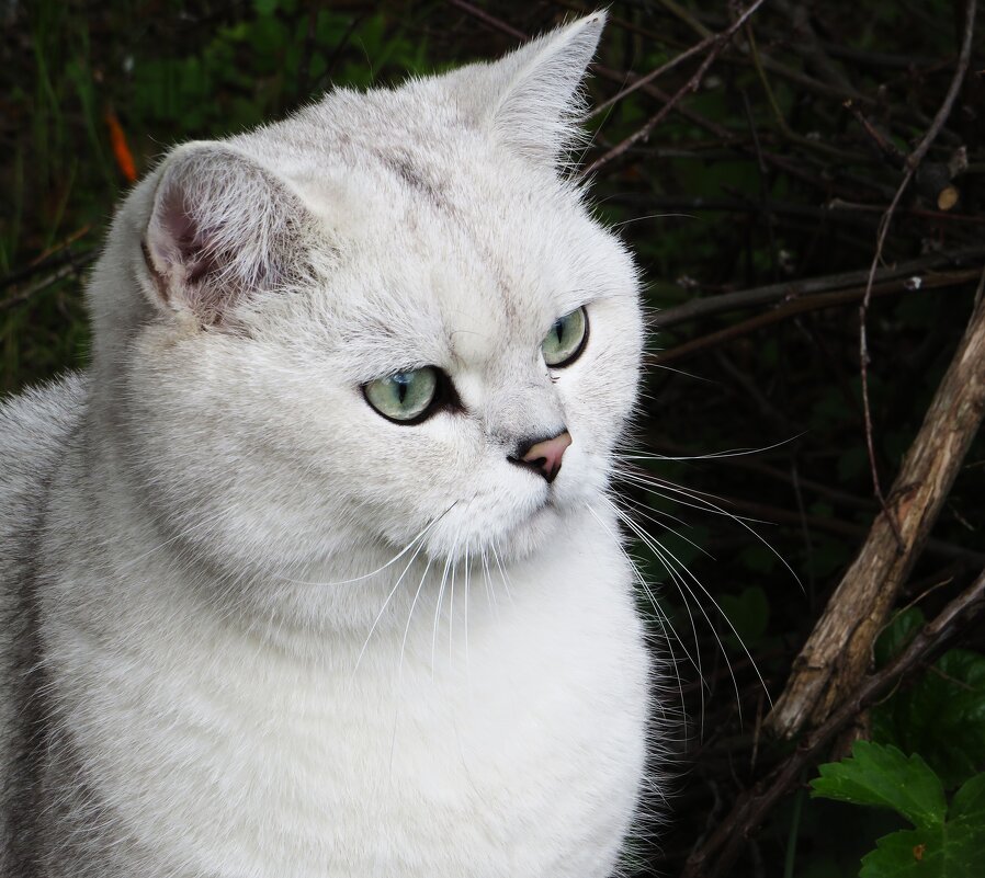 Портрет барина - Лариса С.