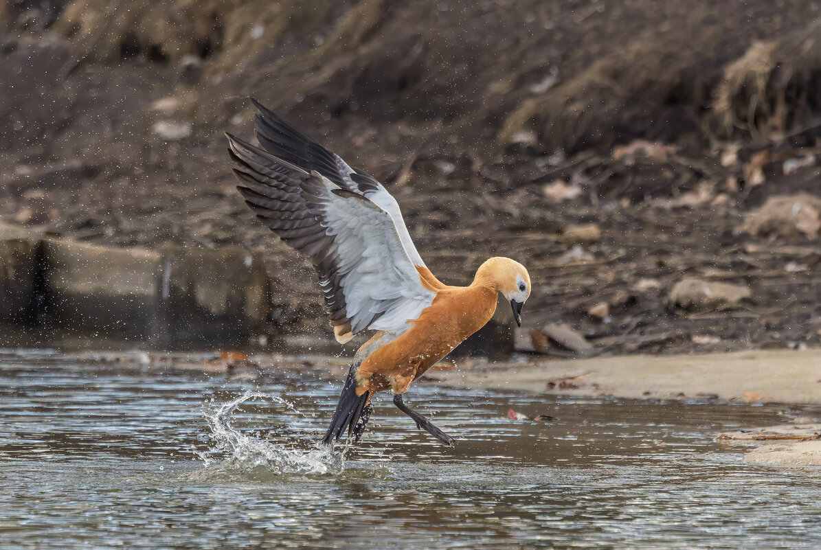 огарь в полете. - юрий макаров