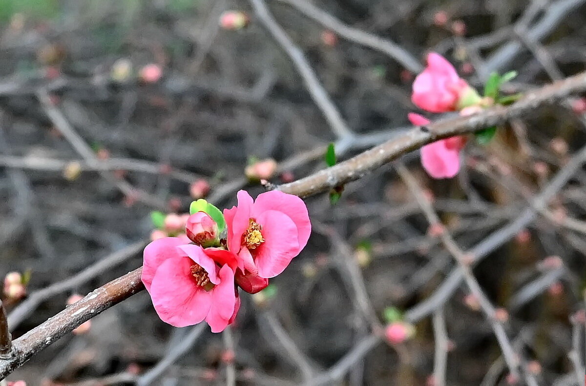 Чудо Января... - Николай Саржанов