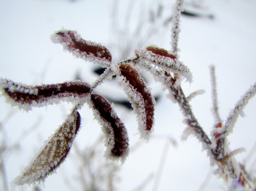 Среди белой зимы. - nadyasilyuk Вознюк