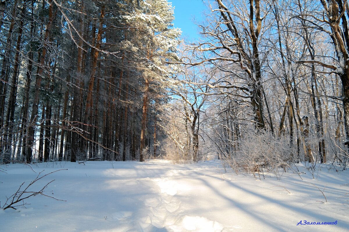 О прогулках в январе... - Андрей Заломленков