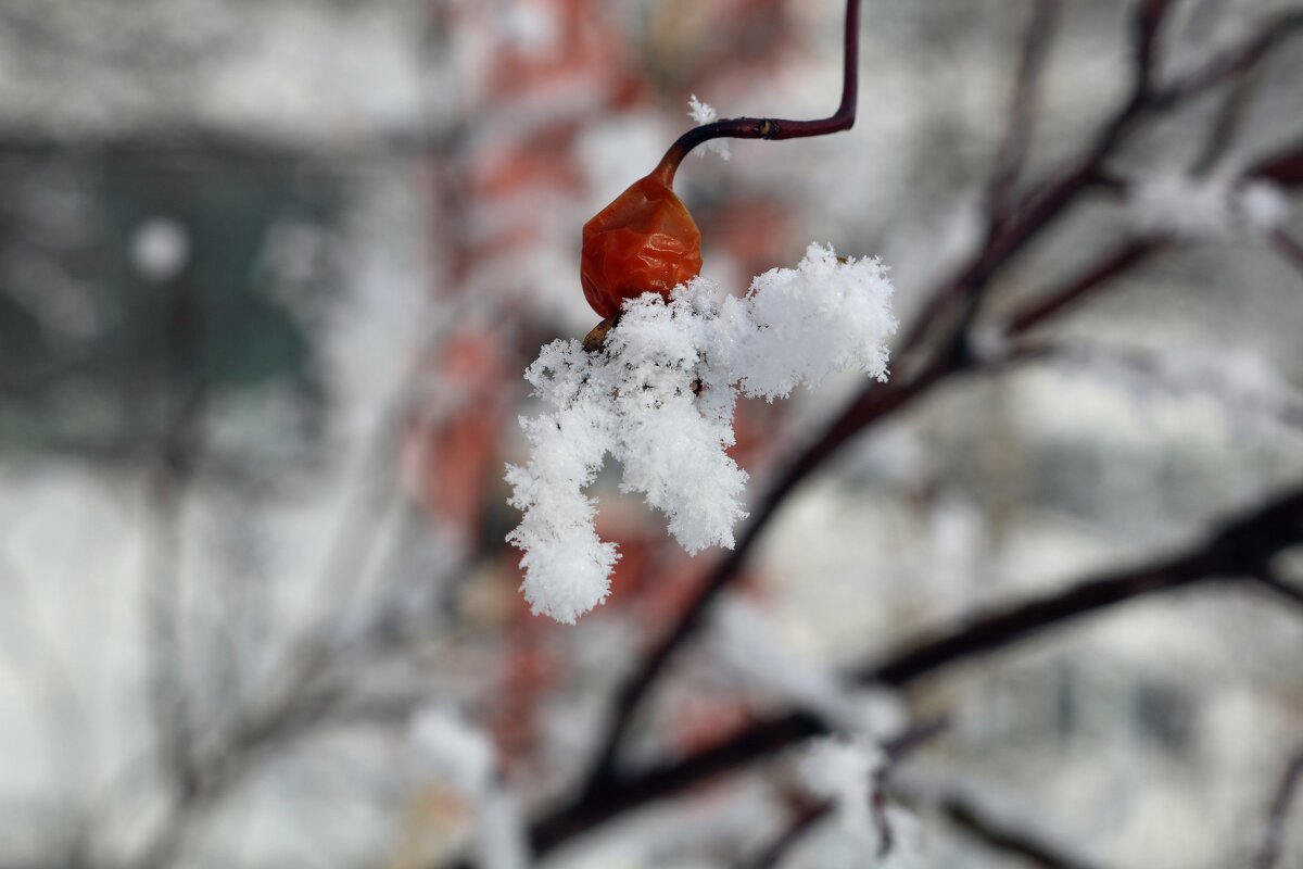 Пляски осминожки - Ольга 