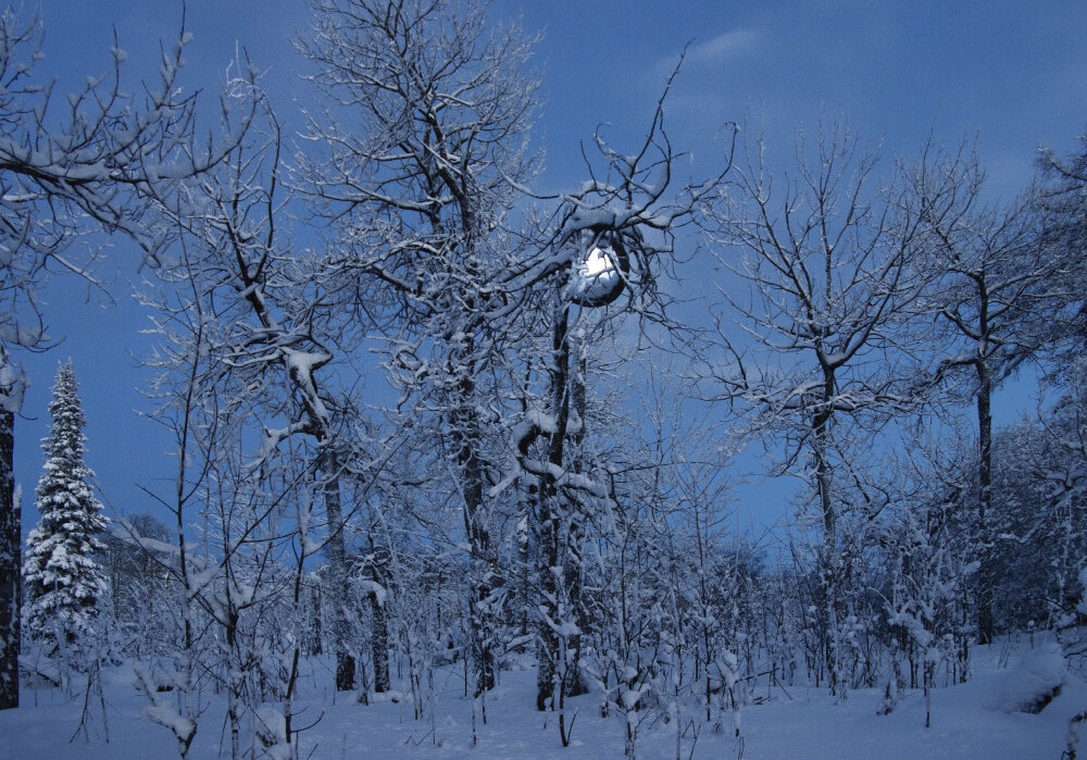 Лунная мелодия зимнего вечера - Галина Ильясова Лунная мелодия зимнего вечера - Галина Ильясова